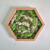 Houten hexagon - Moswand - Houten wanddecoratie